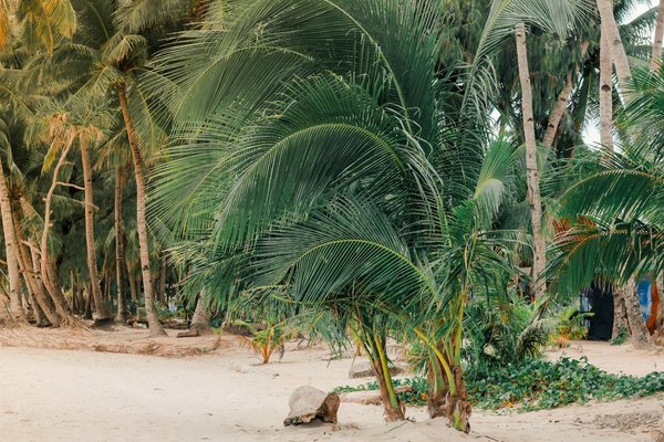 Quels sont les meilleurs circuits pour découvrir les plantations de thé au Sri Lanka?